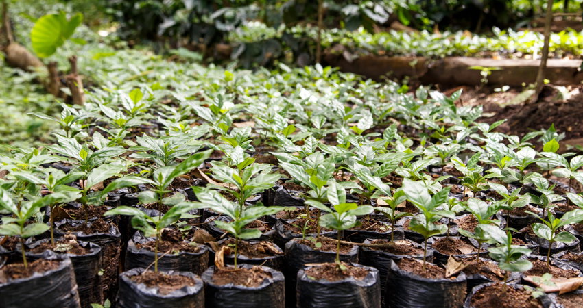 Plantación de café en la Hacienda de las Rojas