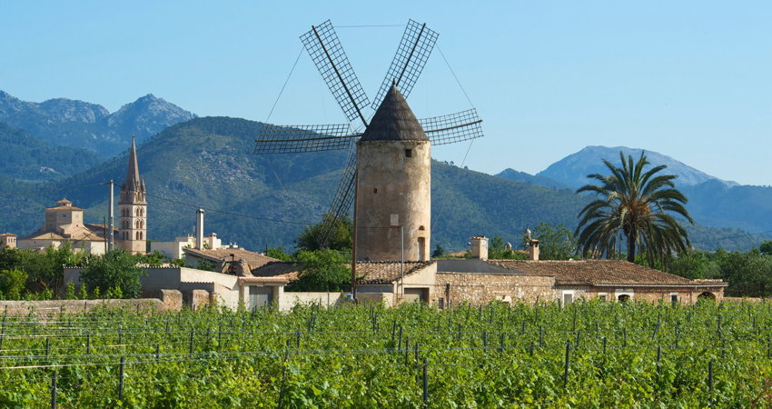 Mallorca has not stopped producing wines since grape-growing was introduced on the island during the Roman period
