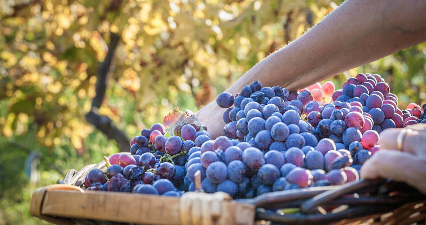 Bodegas Emilio Moro, its oldest vineyard was planted in 1924