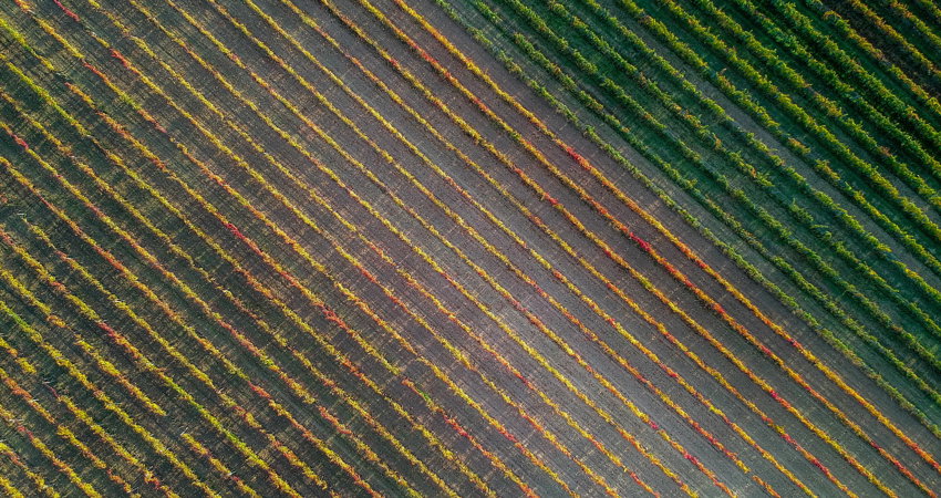 Bodegas Ramón Bilbao, 180 hectares of vineyards in Rioja and 60 in Rueda
