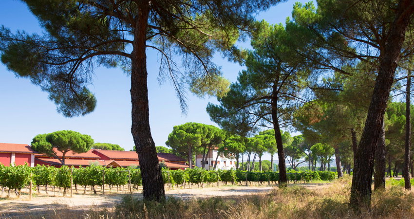 Finca Villacreces: 110 hectares of land of which 64 are vineyards