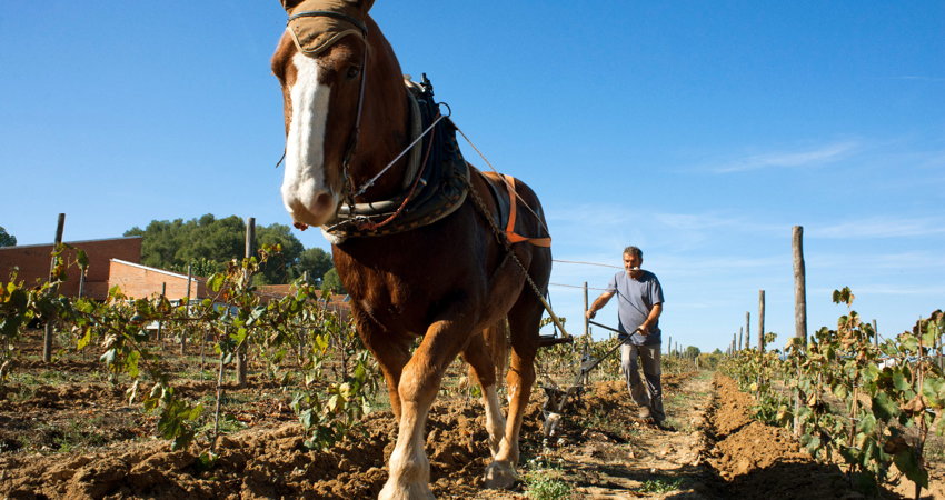 Freixenet stores more than 120 million bottles
