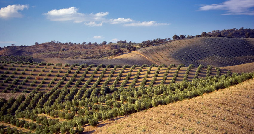 Vacaciones entre los olivos españoles