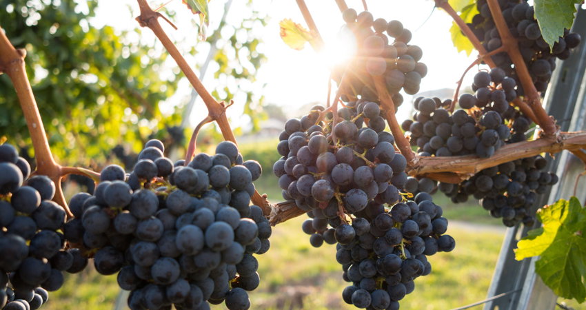 Grapes