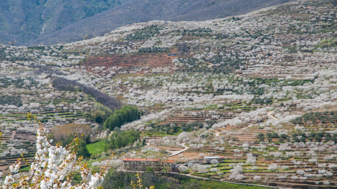 Festival del Cerezo en el Valle del Jerte, Extremadura, España