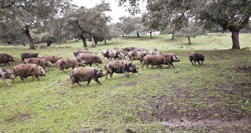 Here, in this region in the country’s southwest, Ibérico pigs are raised on large farms (averaging 400 hectares each)