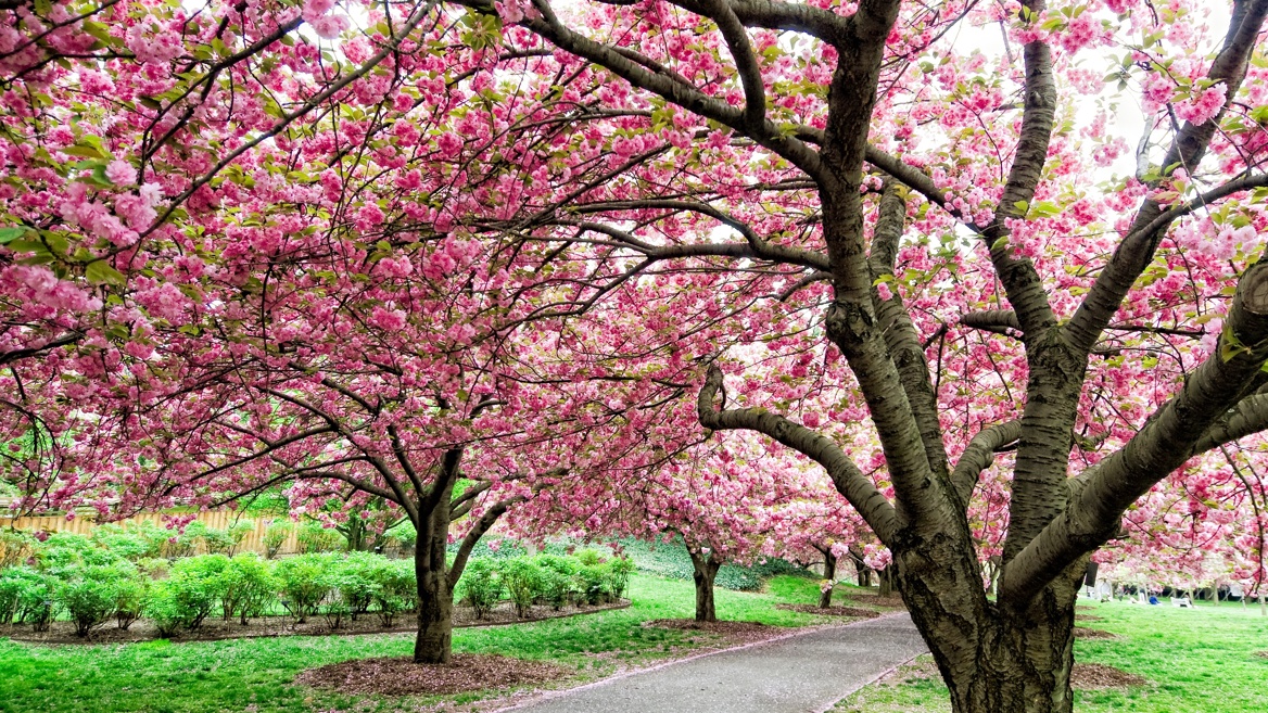 Brooklyn has various kinds of cherry trees that blossom at different times, which makes it an ideal spot for seeing this phenomenon.