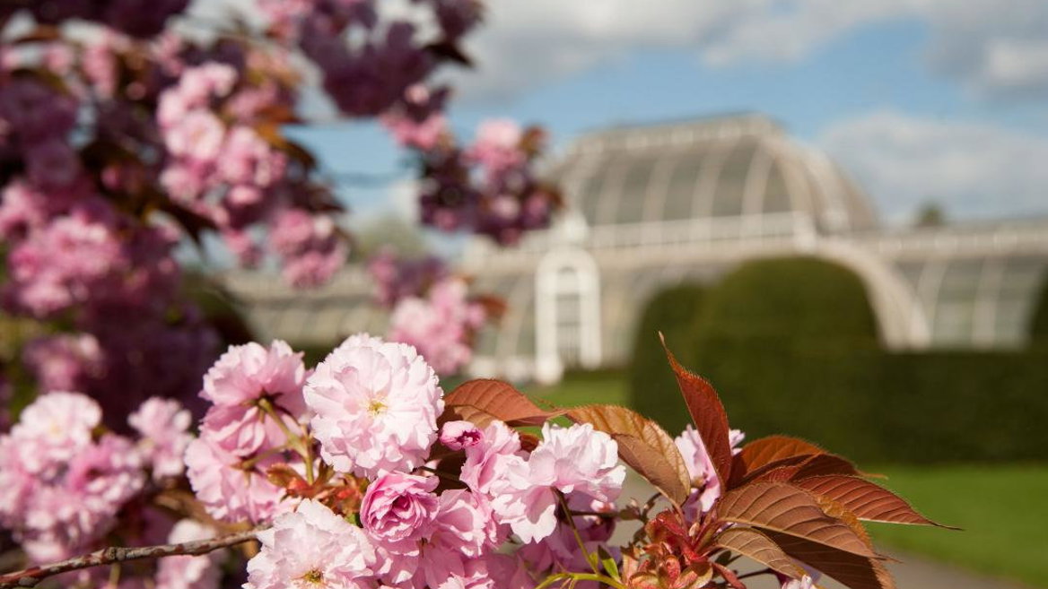 London’s botanical garden –Kew Gardens– is also home to a dense community of cherry trees