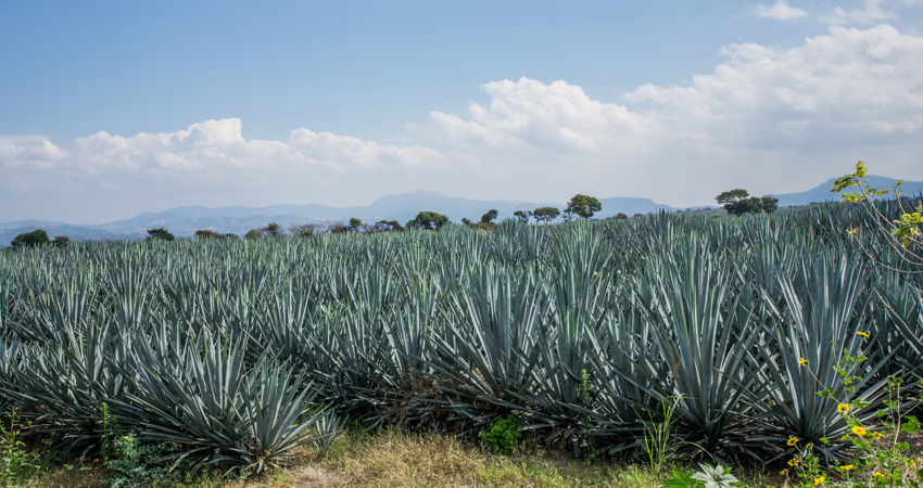 La Ruta del Tequila en Jalisco, estado de México en que se se desarrolla la película La delgada línea amarilla