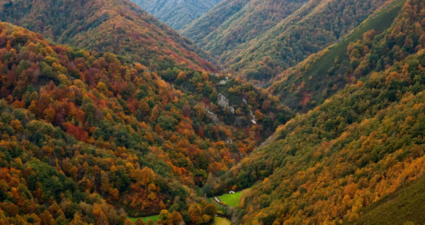 Aprovecha el puente de diciembre para descubrir en exclusiva el bosque de Muniellos, en Asturias
