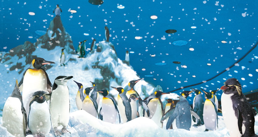 Loro Parque, en Puerto de la Cruz (Tenerife), visita obligada si estás en Tenerife