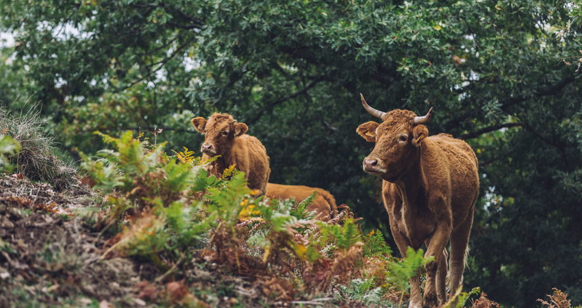 Descubre la naturaleza salvaje del Hayedo de Montejo con Stopover Hola Madrid si haces escala en la capital española.