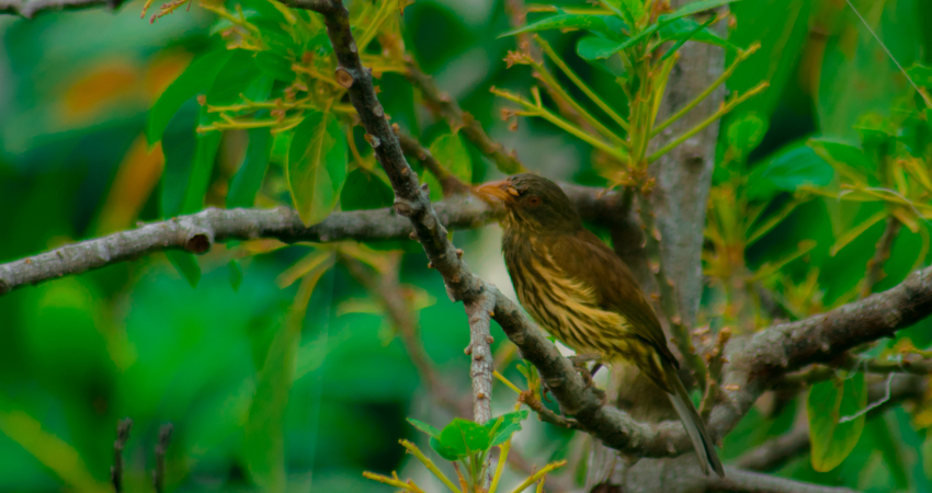 La cigua palmera es una de las especies más buscadas por los ornitólogos y está considerada como ave nacional de la República Dominicana