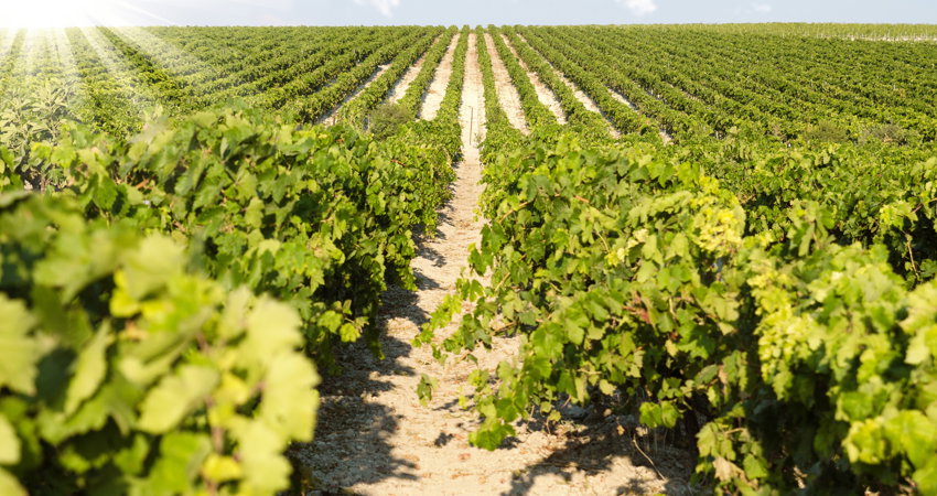 Jerez es la capital del vino de Andalucía y uno de los rincones de España, tierra vinícola, con algunos de los vinos más especiales del país.