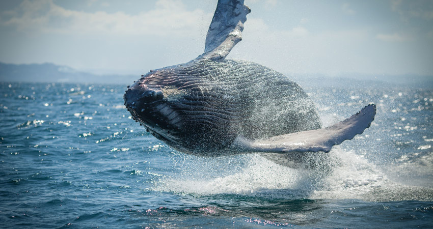 On your trip to the Dominican Republic, be sure to take a boat trip to watch the humpback whales up close in Samaná Bay.