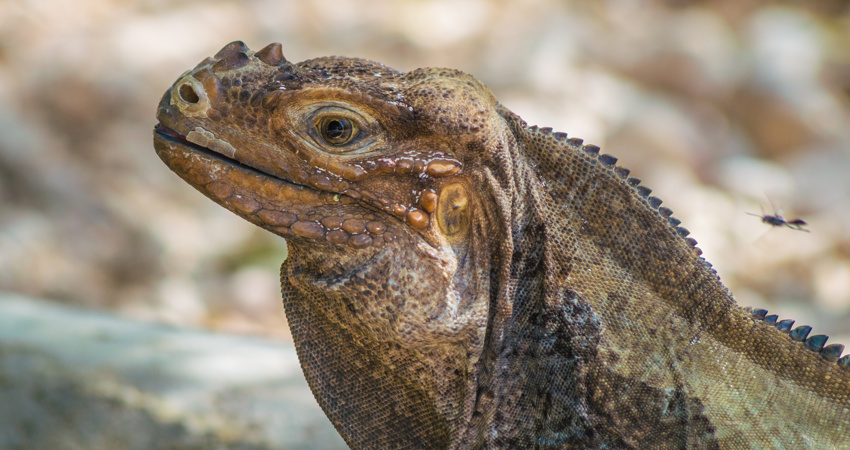 In Lake Enriquillo you can see species such as the American crocodile, the rhinoceros iguana and Ricord’s iguana.