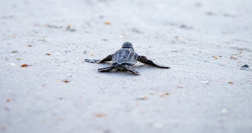 Pedernales, on the island’s southwest, has the largest community of hawksbill turtles in the Caribbean