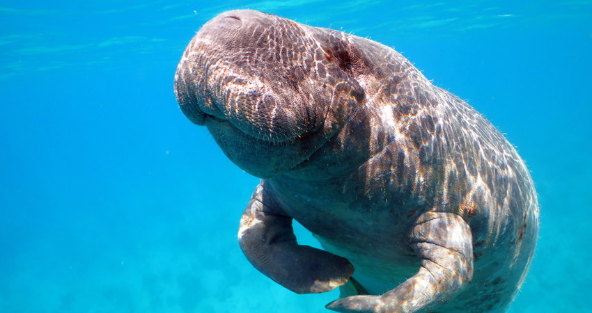 Estero Hondo has the largest Antillean manatee reserve in the Dominican Republic