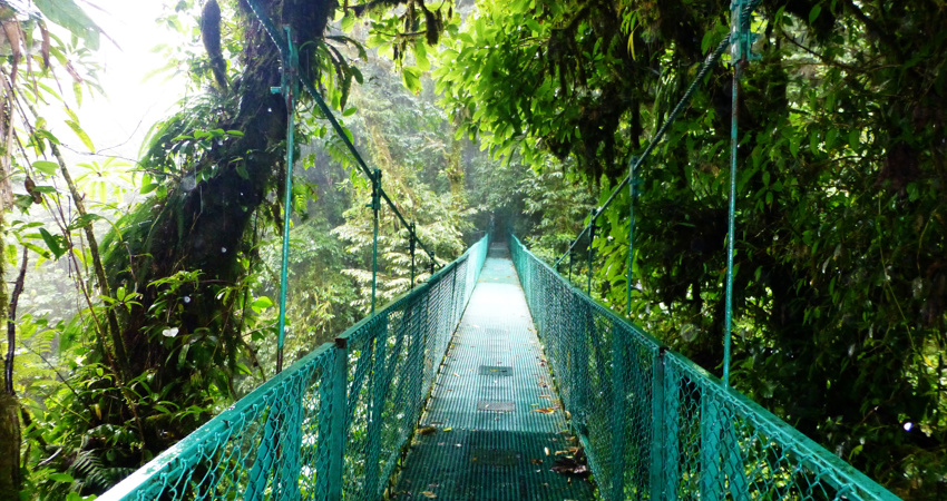 Si te gustan los viajes de aventura, la selva tropical de Monteverde es para ti. 