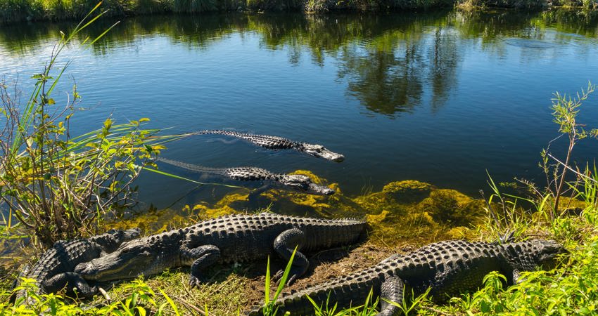 If you like adventure and you’re travelling to Miami, you can’t miss the Everglades National Park, where you can sail among mangroves filled with alligators and spot manatees, dolphins, turtles and around 360 species of birds.