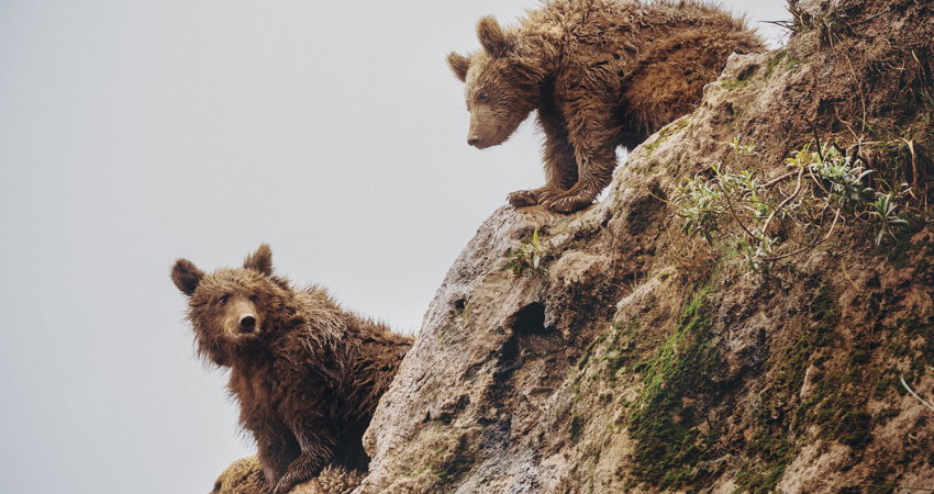 Cabárceno Natural Park in Cantabria is fighting to ensure the future of the brown bear in the region and across the entire Iberian Peninsula.