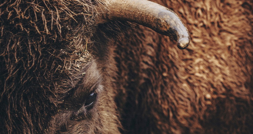 A major reproductive programme is being carried out in Cabárceno Natural Park; its aim is to ensure the genetic diversity of bison.