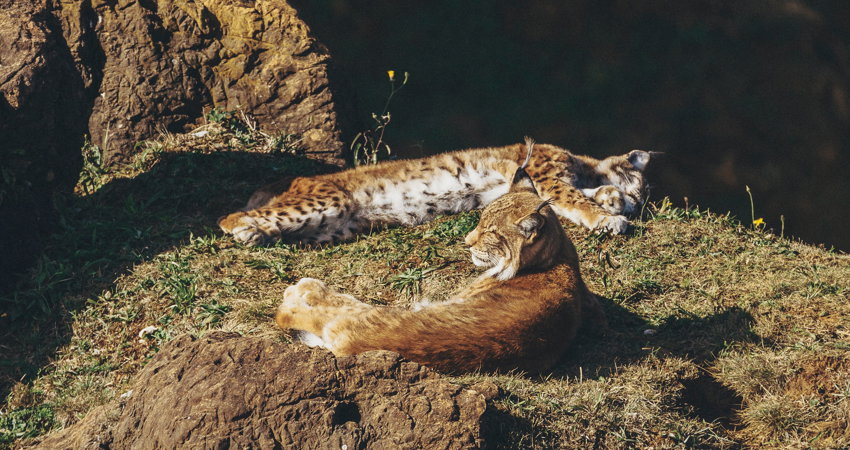 The Eurasian lynxes in Cabárceno, 20km from Santander, like to remain close to the middle of their space, near the Rubí viewpoint.