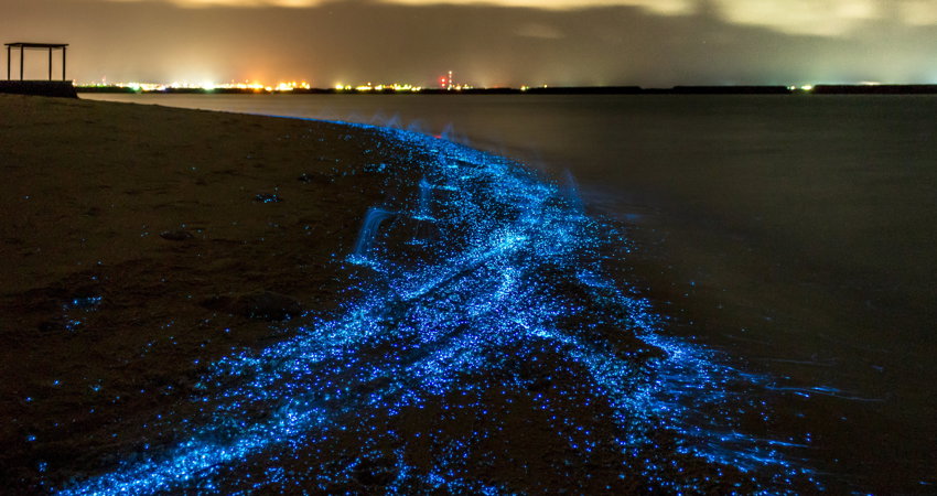 Enjoy the bioluminescence show on the island of Vaadhoo on your holiday in the Maldives.