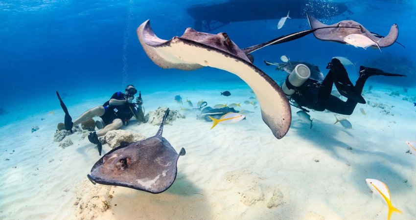 Maldives is one of the best places in the world for scuba diving with manta rays.
