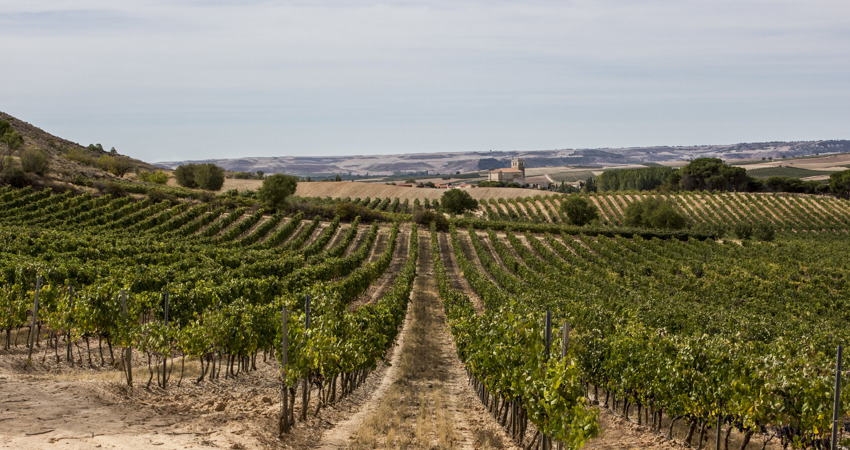 Bodegas Artero, just 80km from Madrid, in Noblejas, was created in 1940