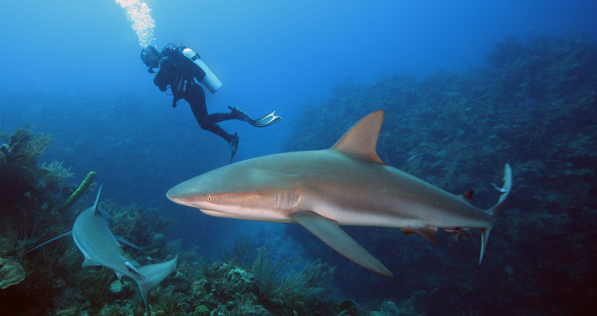 The Caribbean reef shark (Carcharhinus perezii) swims over reef in blue.