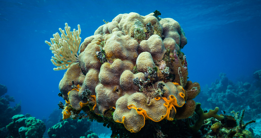 Coral garden