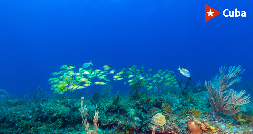 School of yellow snappers near coral reef, Cayo Largo, Cuba