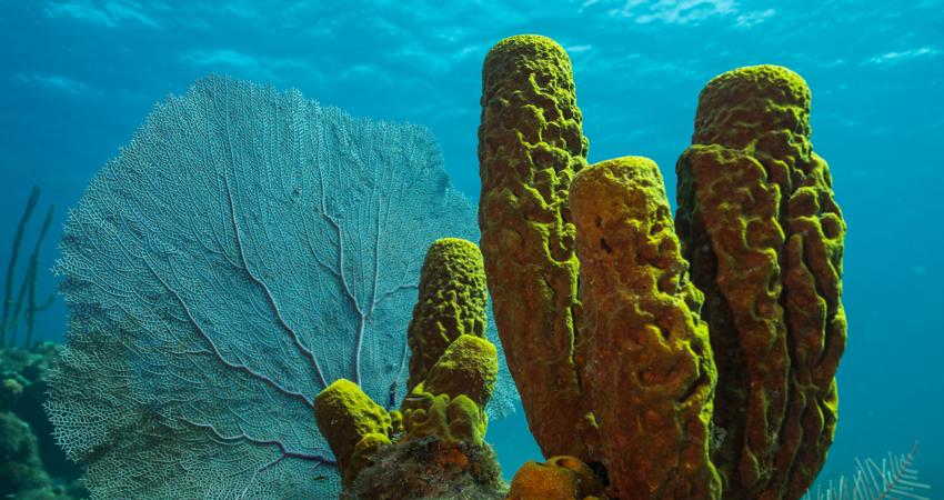Yellow sponges around the Isla de la Juventud, in Cuba