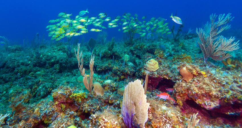 School of yellow snappers near coral reef, Cayo Largo, Cuba