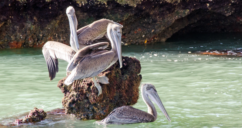 Pelicans in Los Haitises National Park