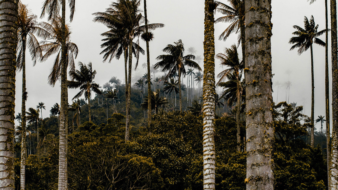 Valle del Cocora