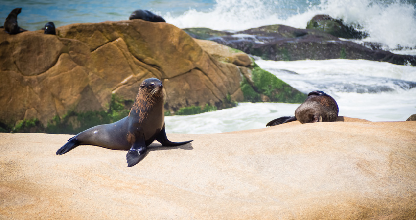 Leones marinos, en Cabo Polonio