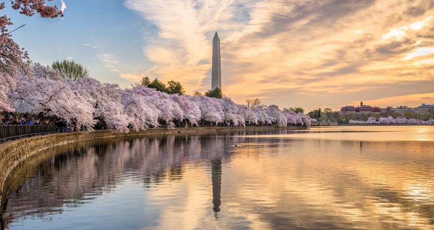 El Obelisco de Washington durante la primavera, junto a los cerezos en flor
