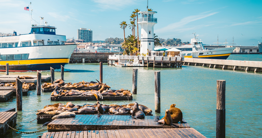 Los leones marinos del Muelle 39, descansando en un día soleado