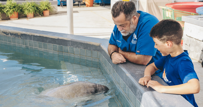 Centro de Conservación de Manatíes del Caribe trabaja para proteger una especie tan especial como son los manatíes