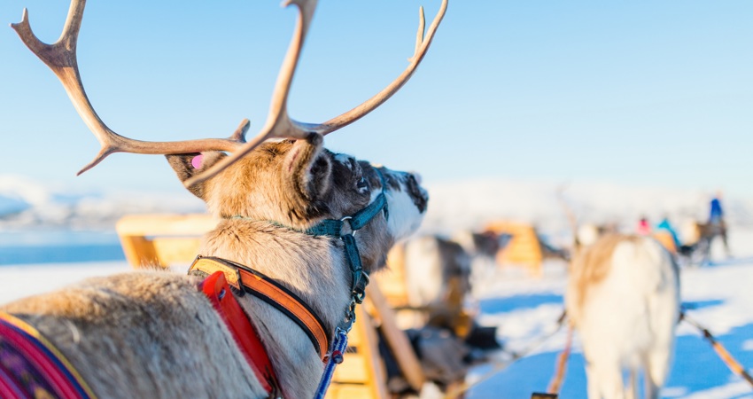 Travel to Tromsø for 27 000 Avios. In the picture, a reindeer pulls a wooden sledge.