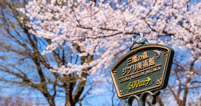 En la imagen, una de las señales, en metal verde y amarillo, que conducen al Museo Ghibli, rodeada por cerezos en flor