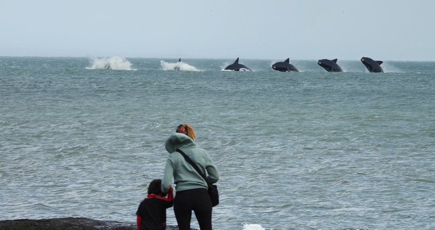 Una madre y su hijo observan desde la orilla una secuencia de 4 ballenas, que hacen piruetas en la superficie