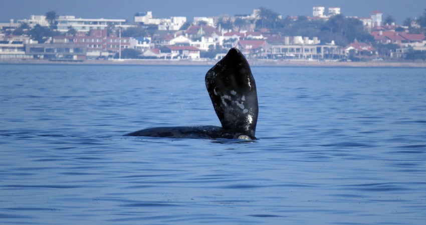 El aleta de la ballena franca austral sale del agua al realizar piruetas cerca de la orilla