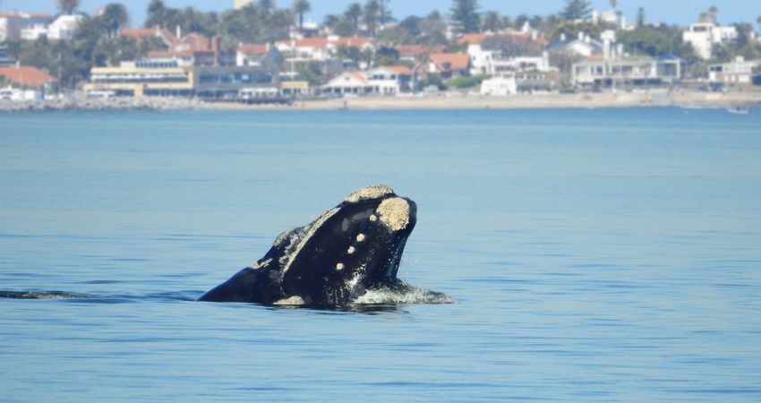 Una ballena asoma su cabeza por encima de la superficie del agua, mostrando sus únicas callosidades a los observadores