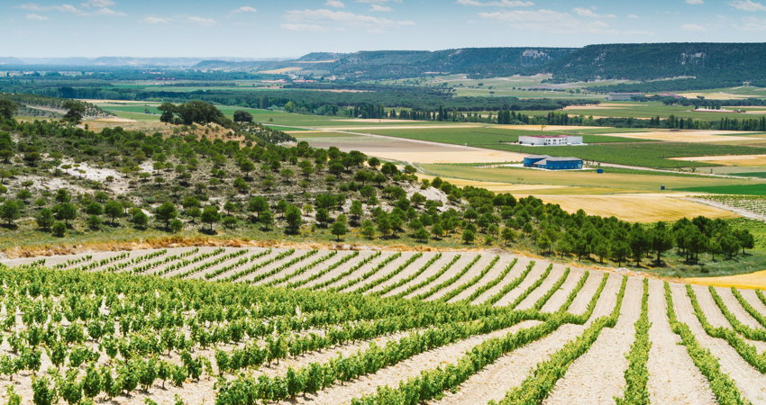 La Ribera del Duero es perfecta para una escapada gastronómica			
