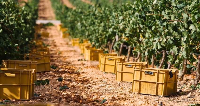 El vino es un gran atractivo turístico en España
