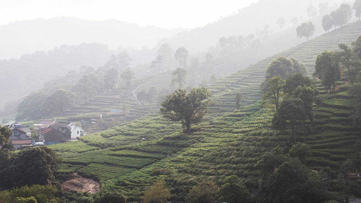 Las grandes plantaciones de té de Mejiawu