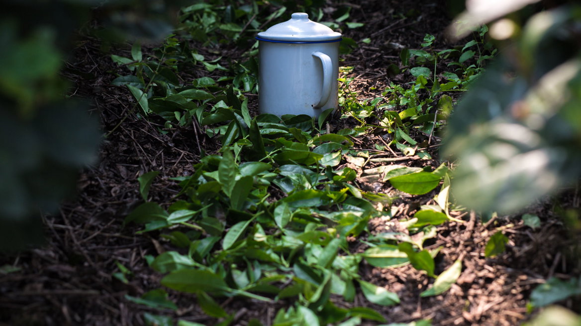 El té recogido en un día no sirve para el siguiente